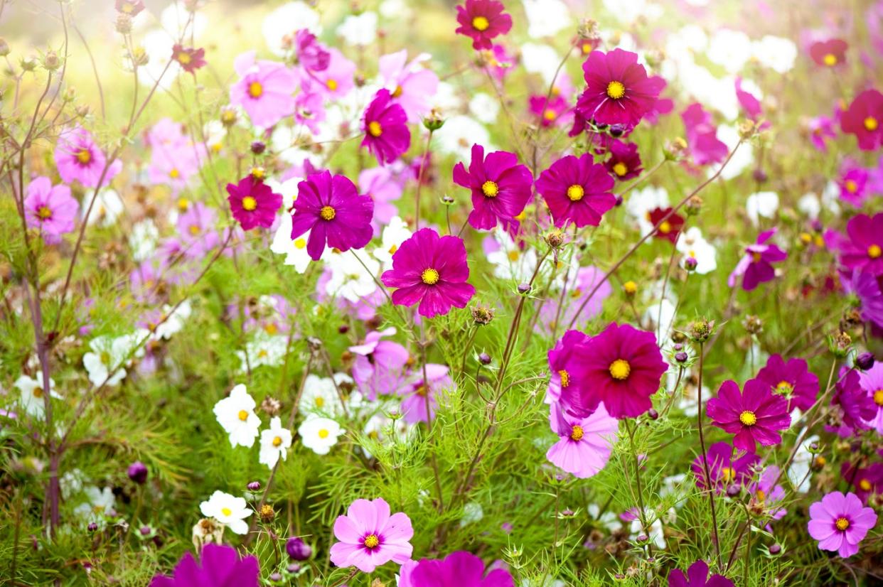 vibrant pink and white summer flowering cosmos flowers in soft summer sunshine