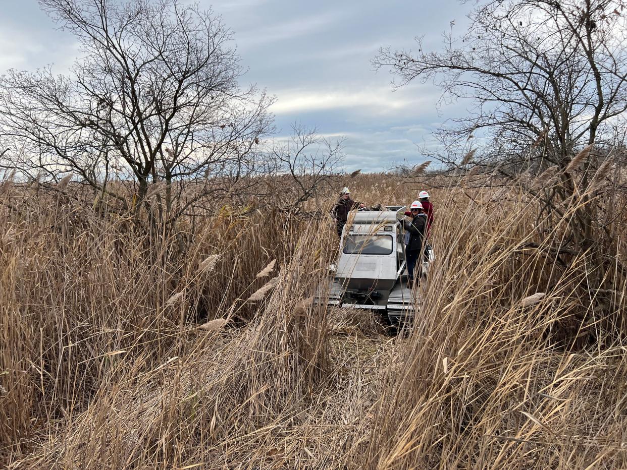 A Marsh Master, an amphibious vehicle, was used to cut phragmites growing on 150 acres of property at Fermi 2.