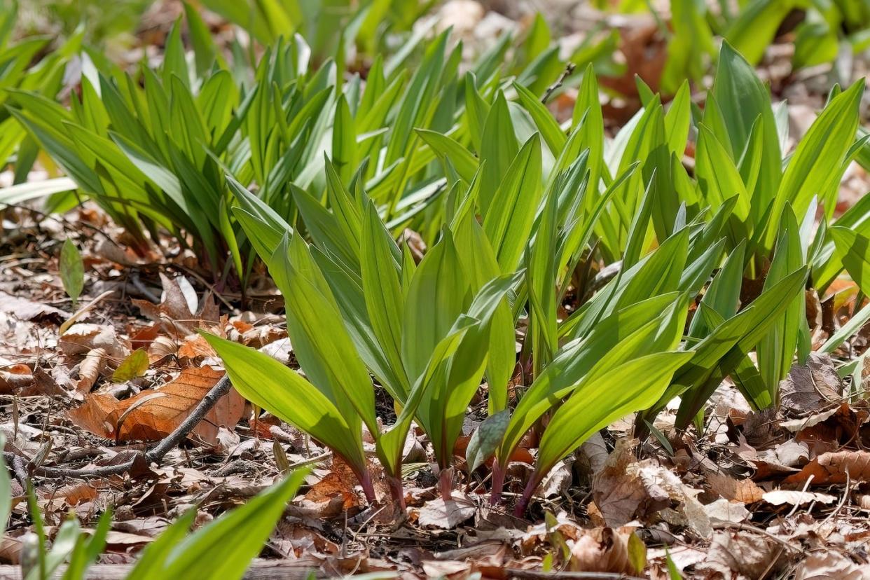 wild ramps wild garlic allium tricoccum