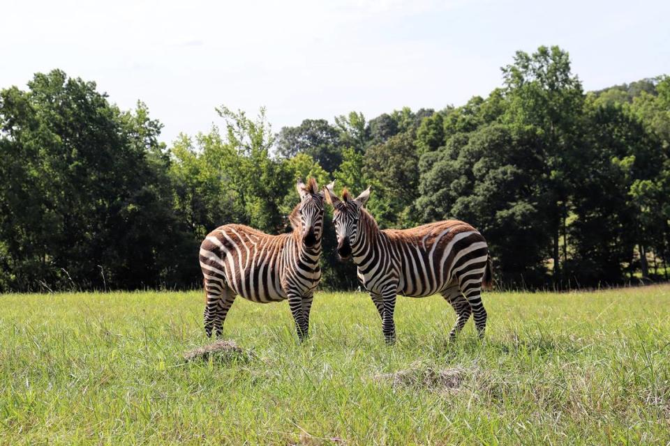 Two Grant’s zebra seen on the guided safari tour at the recently opened Georgia Safari Conservation Park in Madison, Georgia.” (Courtesy of Georgia Safari Conservation Park)