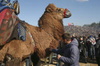 A man prepares a camel during Turkey's largest camel wrestling festival in the Aegean town of Selcuk, Turkey, Sunday, Jan. 16, 2022. They were competing as part of 80 pairs or 160 camels in the Efes Selcuk Camel Wrestling Festival, the biggest and most prestigious festival, which celebrated its 40th run. (AP Photo/Emrah Gurel)