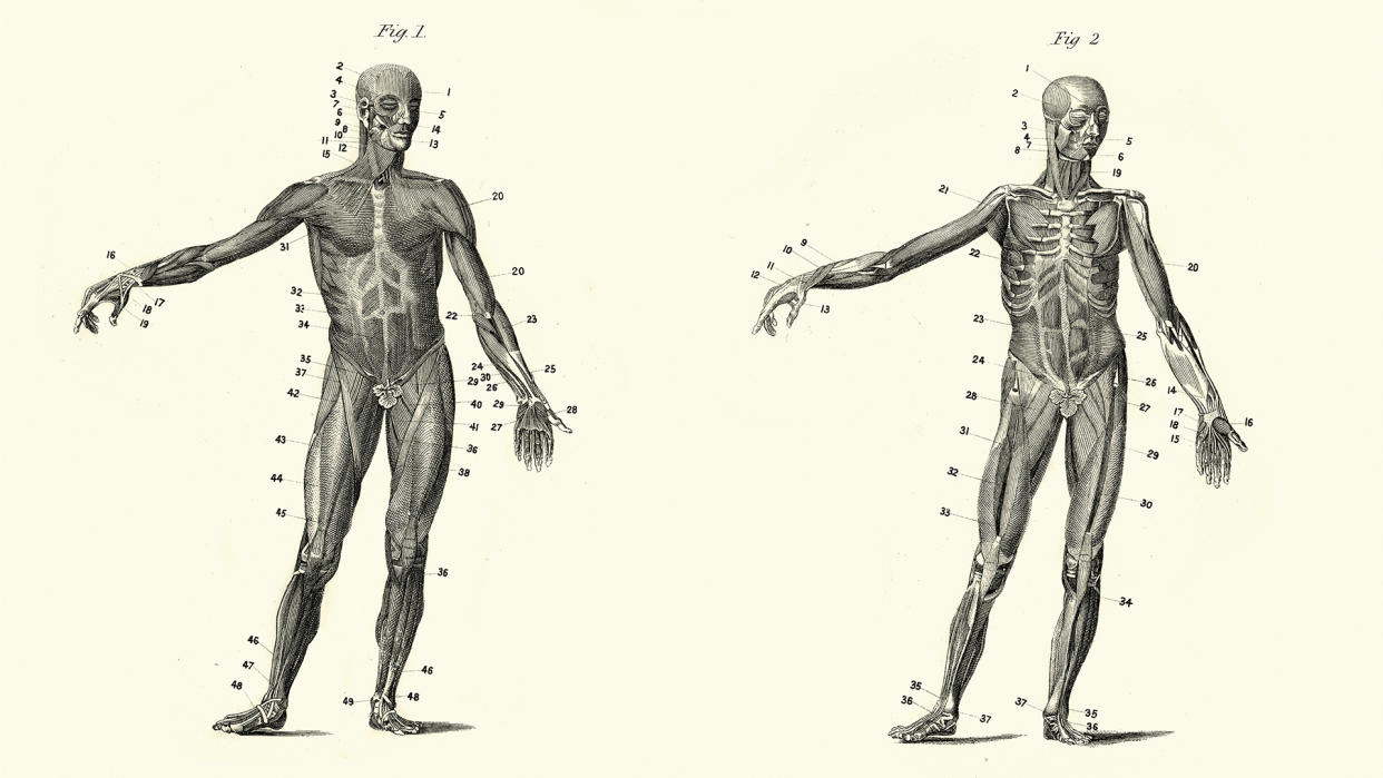  Anatomical diagram of the human form. 