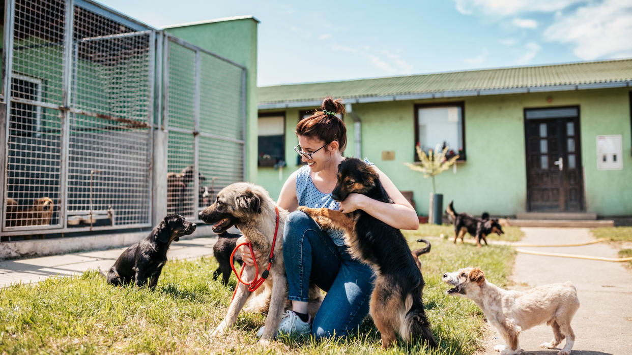 Volunteer at busy animal shelter