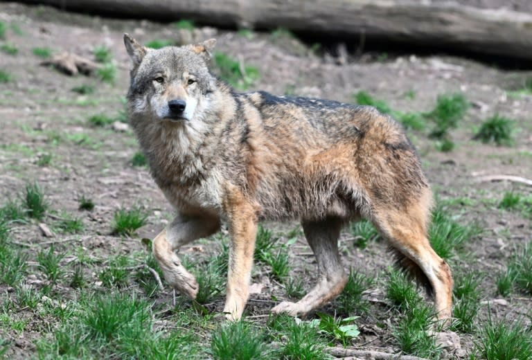 There is increasing controversy about the status of wolves in France (THOMAS KIENZLE)