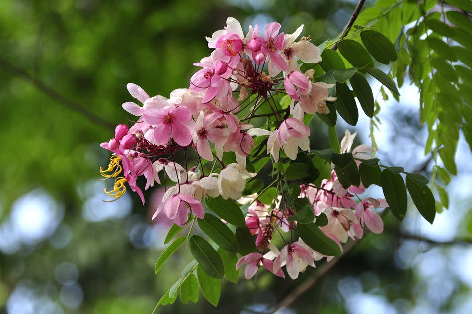 Trees of Bangalore