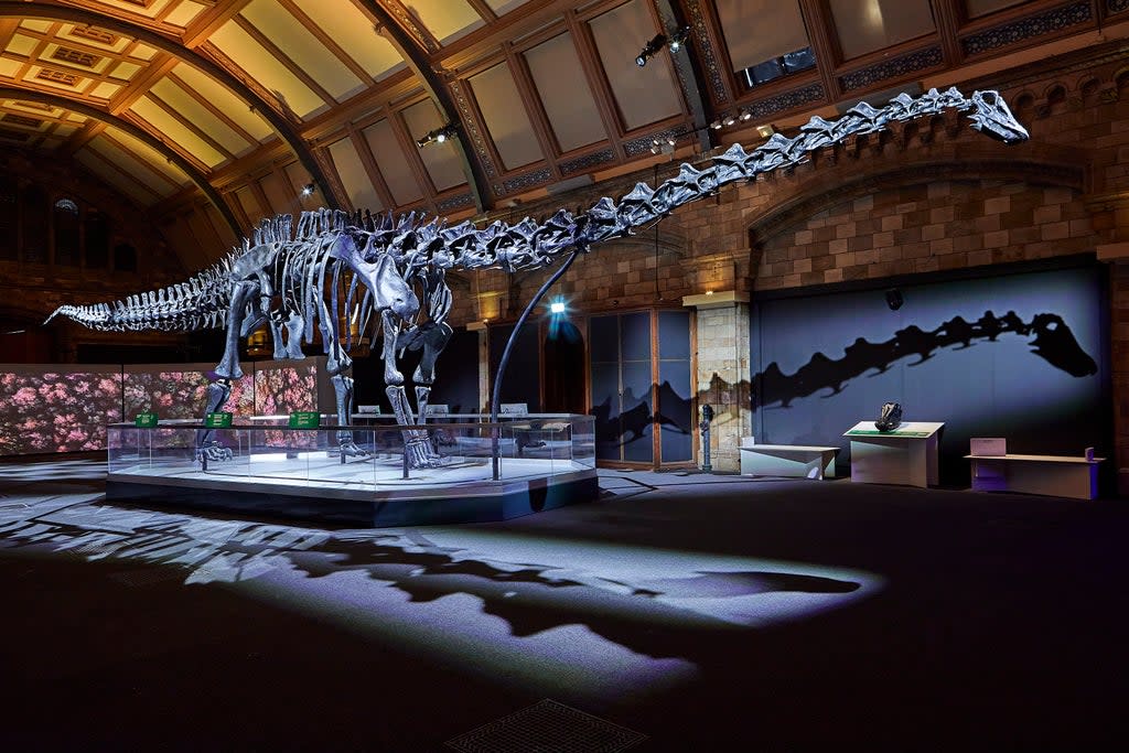 Dippy the Dinosaur has returned to the Natural History Museum in London after a UK-wide tour (Trustees of the Natural History Museum/PA)