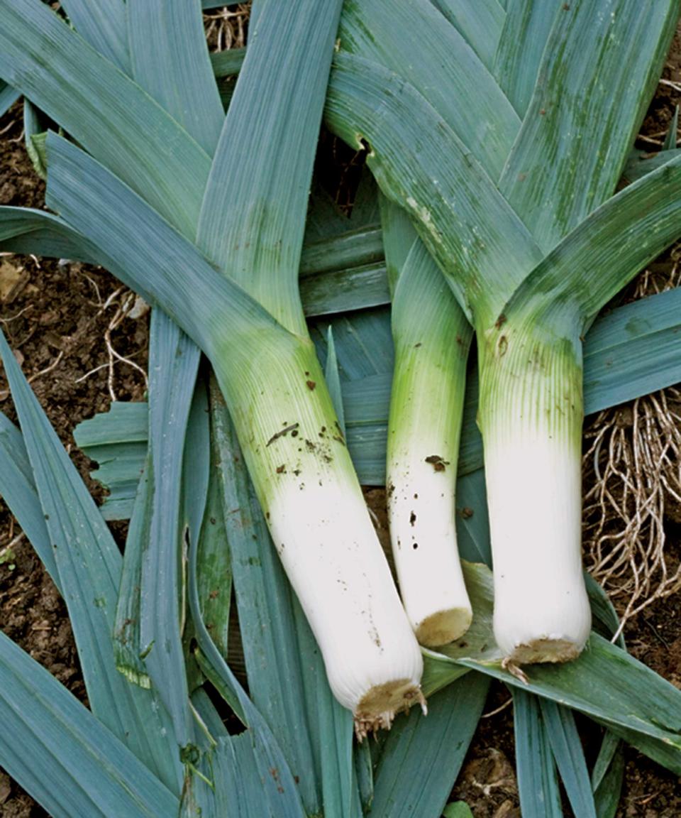 8. Leeks ‘Toledo’