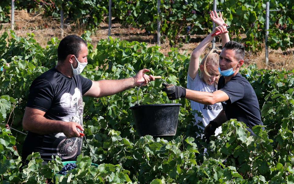 Grape pickers wearing face masks work during the 2020 champagne harvest in the vineyard of Marc Augustin in Avenay-Val-d'Or, eastern France - AFP