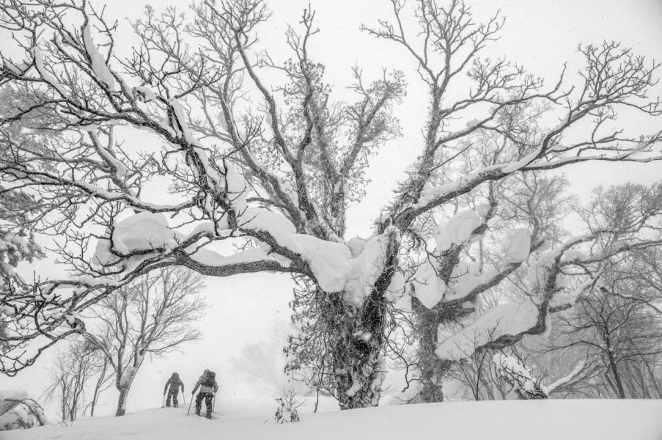 Chad Sayers and Tom Peiffer. Kiroro, Japan.<p>Photo: Guy Fattal</p>