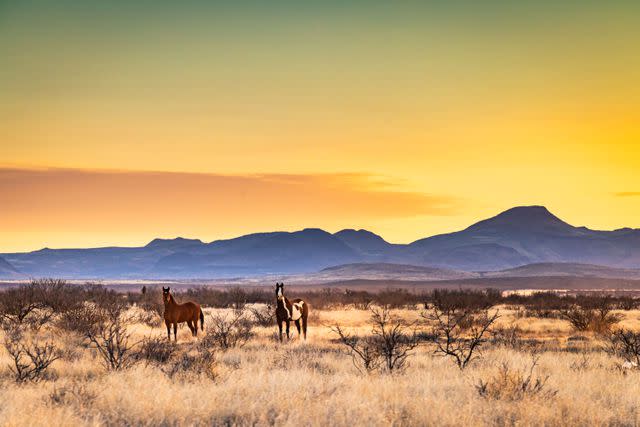 <p>ROBBIE CAPONETTO</p> Horse and cattle ranches flank U.S. 90 near Marfa, which is surrounded by the Davis, Chisos, and Chinati Mountains.