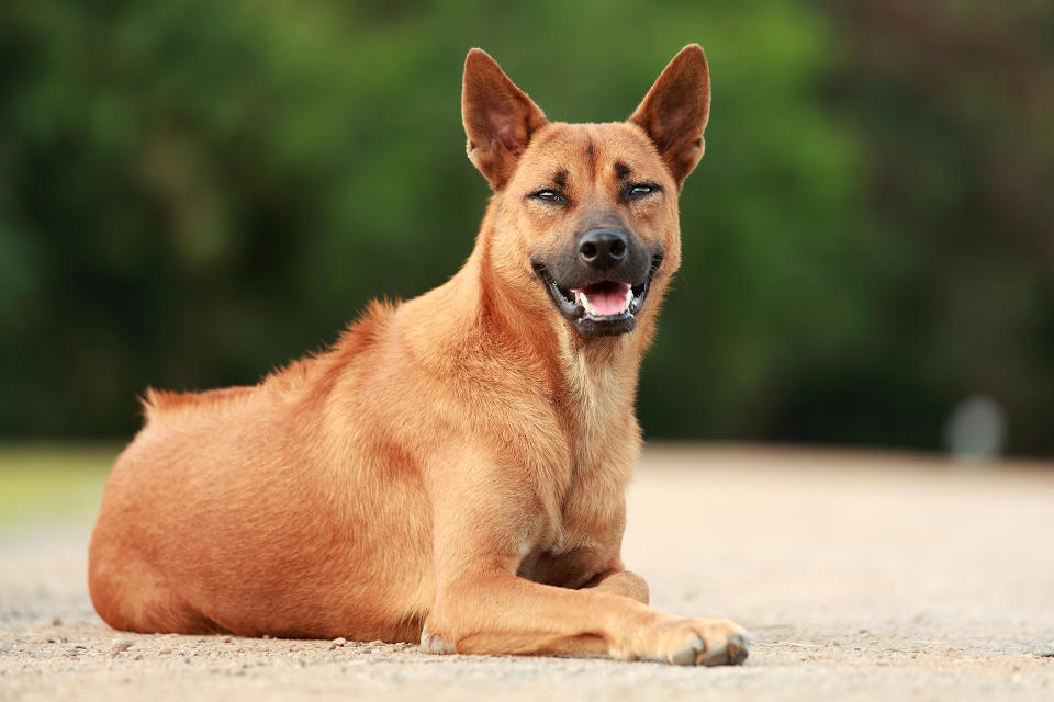 Thai Ridgeback