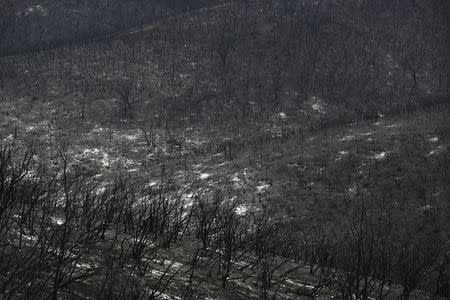 Charred vegetation is seen on a hill near Highway 20 during the Rocky Fire near Clearlake, August 5, 2015. REUTERS/Stephen Lam