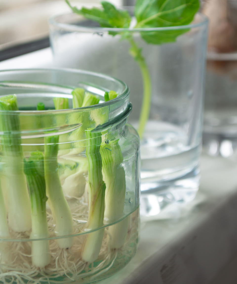 growing vegetables from scraps on apartment windowsill