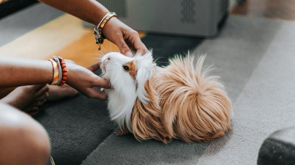 Guinea pig being petted