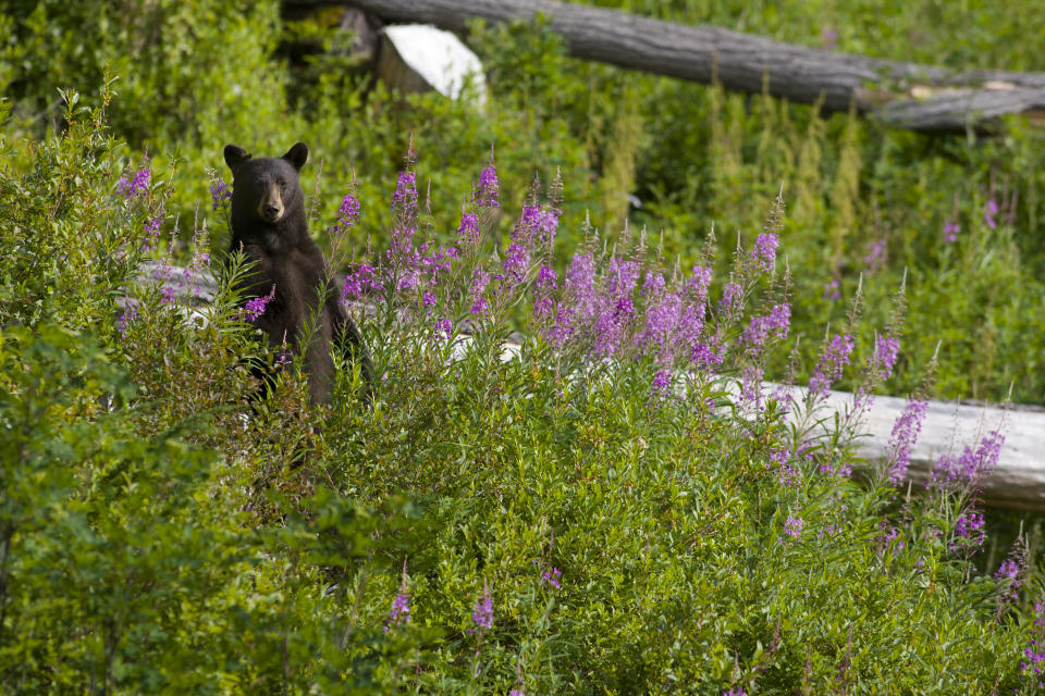 Whistler and Blackcomb Mountains are home to up to 60 black bears and cubs. (Photo via Getty Images)