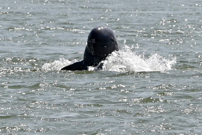 Irrawaddy dolphins feature on the "Red List" of endangered wildlife by the International Union for Conservation of Nature (TANG CHHIN Sothy)