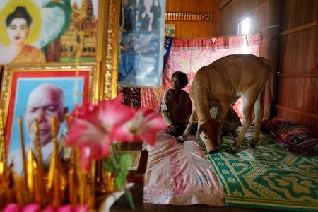 Khim Hang, 74, sits at her bedroom with a cow which she believes is her reborn husband in Kratie province, Cambodia, July 18, 2017. REUTERS/Samrang Pring