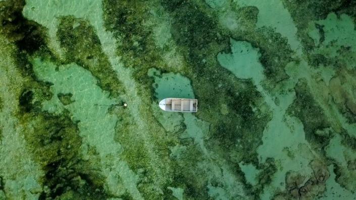 A drone view of a seagrass meadow