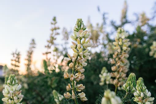 white flowers white flower names