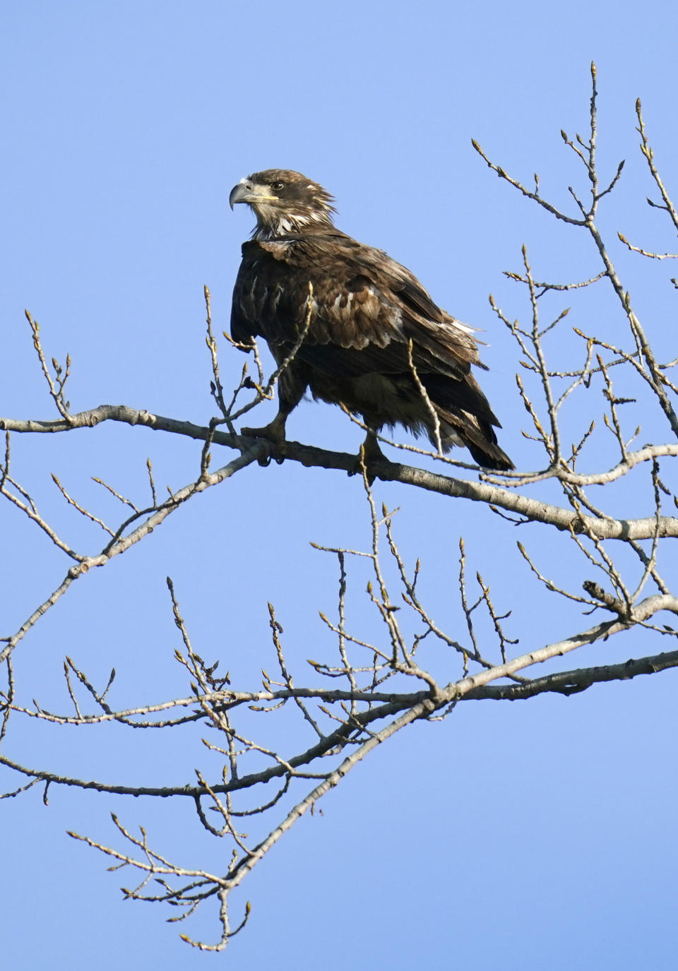 FILE - A juvenile bald eagle sits in a tree overlooking a pond at Water Works Park in Des Moines, Iowa on April 12, 2021. The National Audubon Society has updated its million-selling field guides on birds and trees of North America for the first time in decades. The guides now include the conservation status of nearly every species of bird and tree. Maps show how climate change has affected their ranges. (AP Photo/Charlie Neibergall, File)