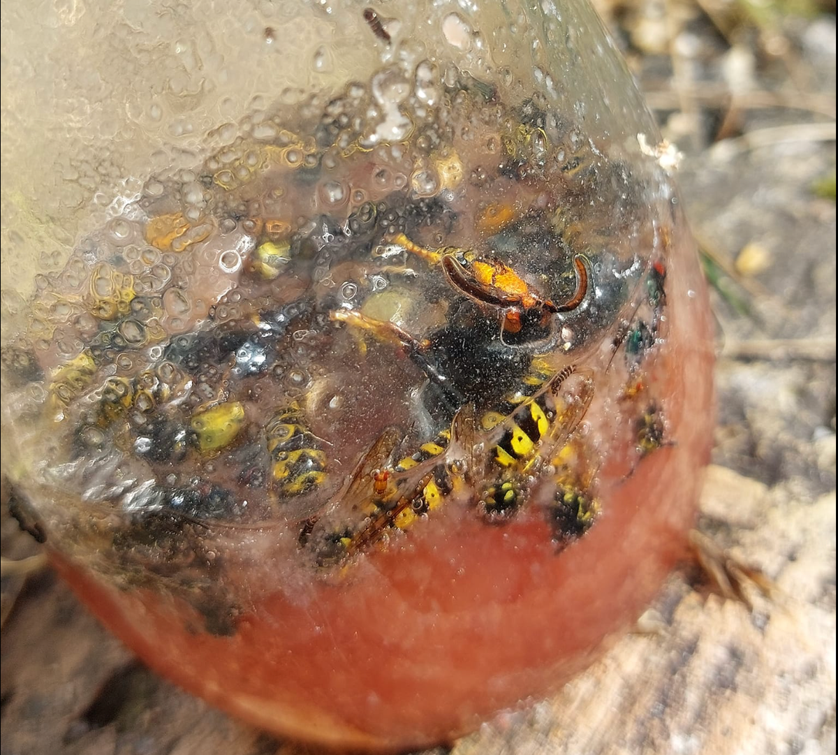 An Asian hornet trapped in a jam jar in Kent, 23 August 2023. (Harry Arnold-Baldwin)