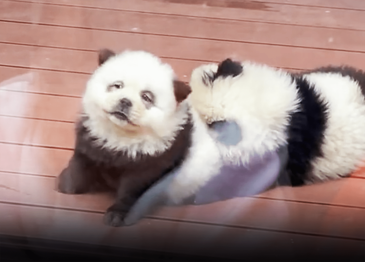 Chow Chows Dyed Black and White to Look Like Pandas Spark Controversy at Taizhou Zoo in China