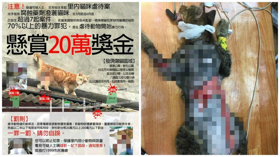 台北市出現虐貓狂，目前得知已有7隻流浪貓遭潑腐蝕性液體攻擊。(圖／台北市支持流浪貓絕育計劃協會提供)