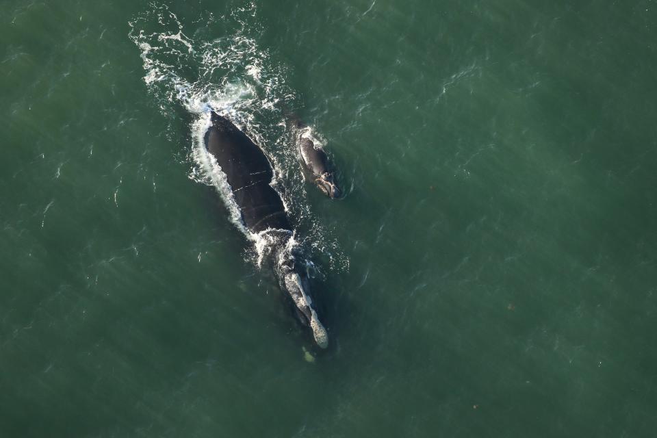 Right whale Catalog No. 1970, "Palmetto," and her calf were spotted off Pritchards Island, SC on December 9, 2023. Photo taken by Clearwater Marine Aquarium Research Institute, under NOAA permit #26919 in a project funded by the United States Army Corps of Engineers.