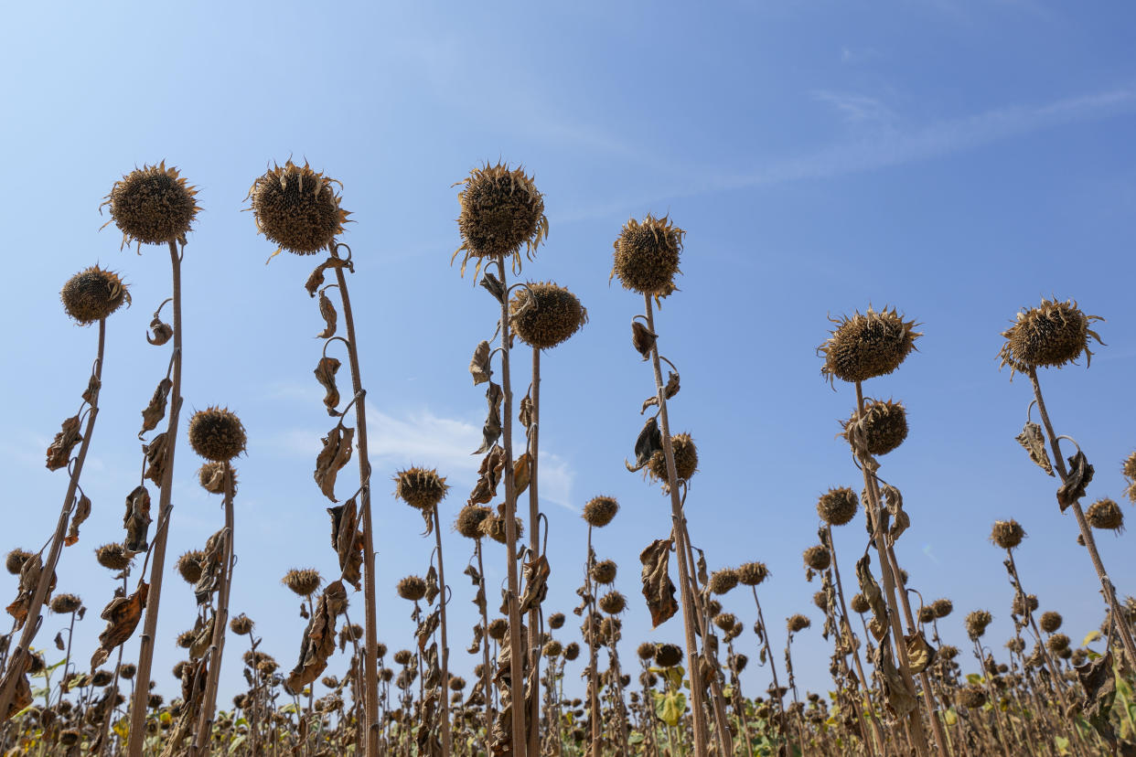 Wilted sunflowers in a field near the town of Becej, Serbia, Wednesday, Sept. 4, 2024. Experts say the summer of 2024 in the Balkans was the hottest since measurements started more than 130 years ago. (AP Photo/Darko Vojinovic)