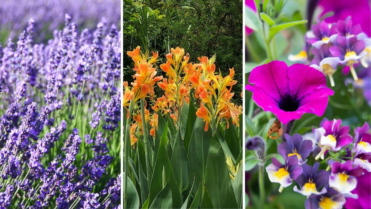  Flowers to plant in May, including lavender, orange canna lilies, and pink petunias. 