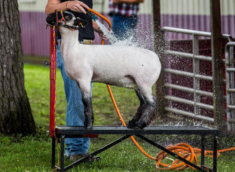 A sheep gets a shower before 4-H competition at the 2021 Delaware County Fair.