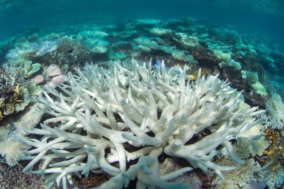 This May 2016 photo provided by the Ocean Agency/XL Catlin Seaview Survey shows coral bleaching in the Maldives. Coral reefs, unique underwater ecosystems that sustain a quarter of the world's marine species and half a billion people, are dying on an unprecedented scale. Scientists are racing to prevent a complete wipeout within decades. (The Ocean Agency / XL Catlin Seaview Survey via AP)