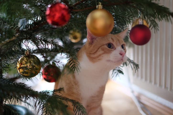 En Navidad, cuida a tu gato de los objetos decorativos. - Foto: Jedrzej Kaminski / EyeEm / Getty Images 