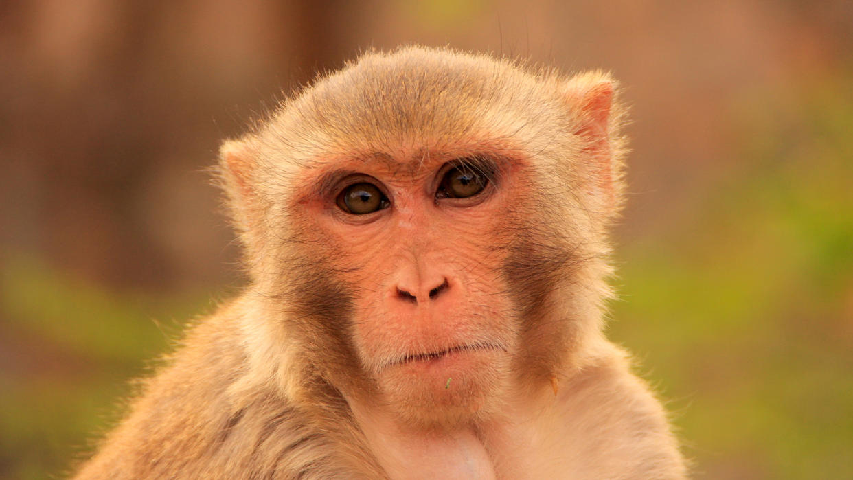  Close up of the face of a Rhesus macaque (Macaca mulatta) pictured outside . 