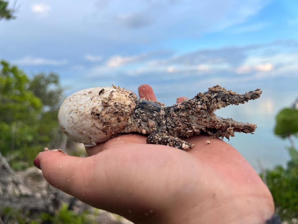 Crocodile hatchling appearing to come out of egg and covered in sandy seashells.