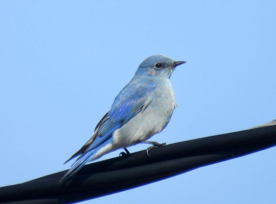 The mountain bluebirds stands out from the Eastern bluebird by its lack of an orange breast and more blueish color overall.