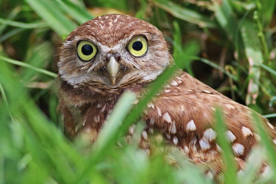 A burrowing owl enjoying the sunshine in Cape Coral.