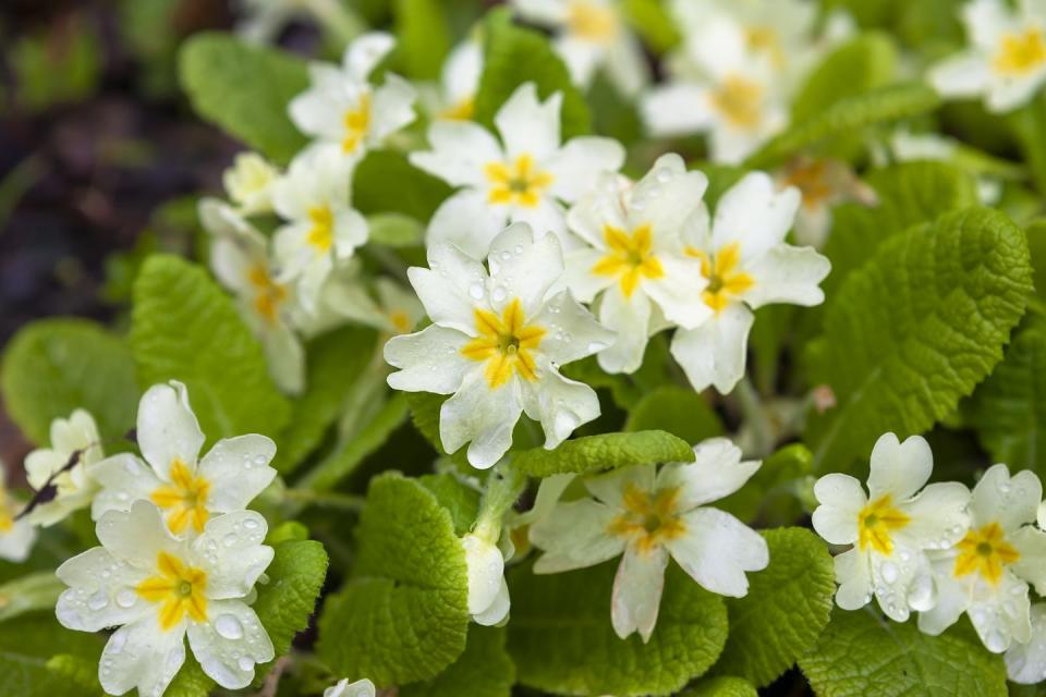 best white flowers primrose