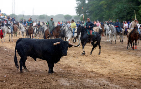 A bull, named "Pelado", stands beside horsemen during the Toro de la Pena, formerly known as Toro de la Vega (Bull of the Plain) festival, in Tordesillas, Spain, September 13, 2016. REUTERS/Sergio Perez