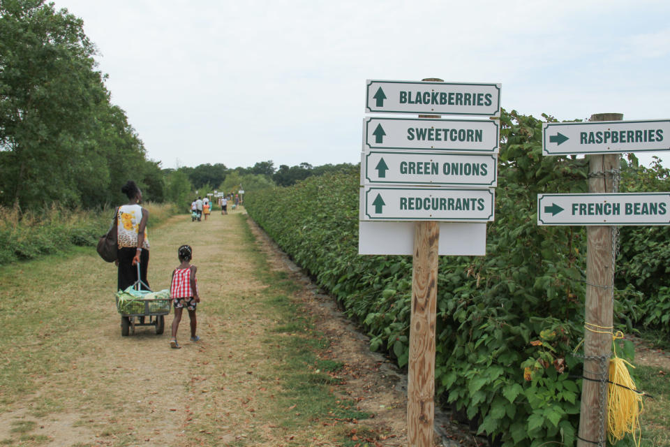  Mother and daughter walk through a plantation at the Pick you Own farm.
Pick your own crop farms is a popular summer 'event' in the UK with people going to pick fresh farm produce in the participating farms. (Photo by David Mbiyu / SOPA Images/Sipa USA) 