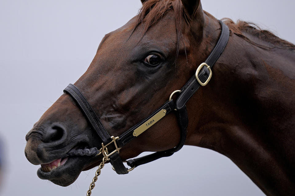 FILE - Kentucky Derby entrant Taiba gets a bath after a workout at Churchill Downs Wednesday, May 4, 2022, in Louisville, Ky. Taiba is the slight 7-5 favorite over the undefeated Jack Christopher in the $1 million Haskell Stakes on Saturday, the first major race for 3-year-olds following the Triple Crown. (AP Photo/Charlie Riedel, File)