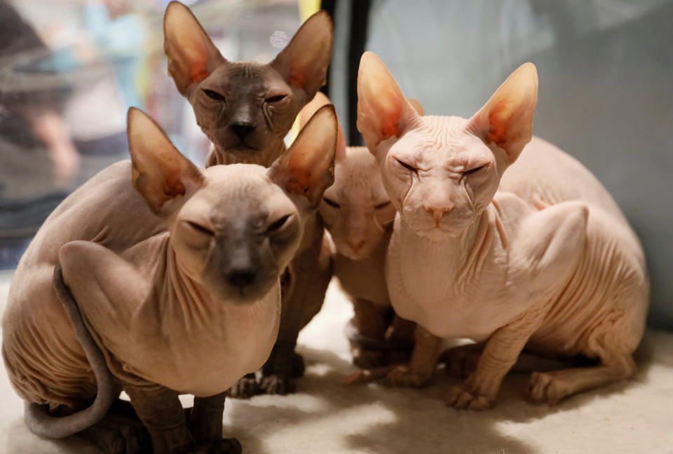 <p>Peterbald kittens sit inside their cage during a regional cat exhibition in Almaty, Kazakhstan April 8, 2017. (Photo: Shamil Zhumatov/Reuters) </p>