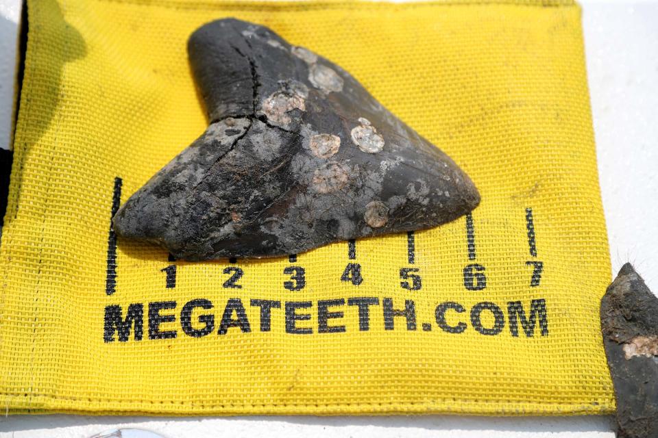 The largest megalodon tooth from this dive was about 6 inches in length, which would have come from a shark that was approximately 60 feet long.