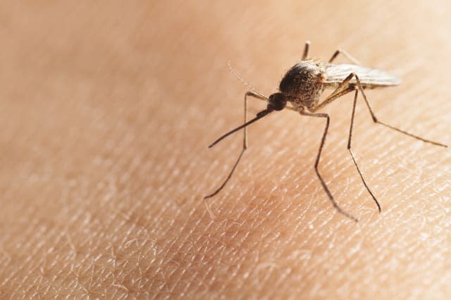 Macro shot of bloodsucker Northern house mosquito (Culex pipiens) sitting on human skin