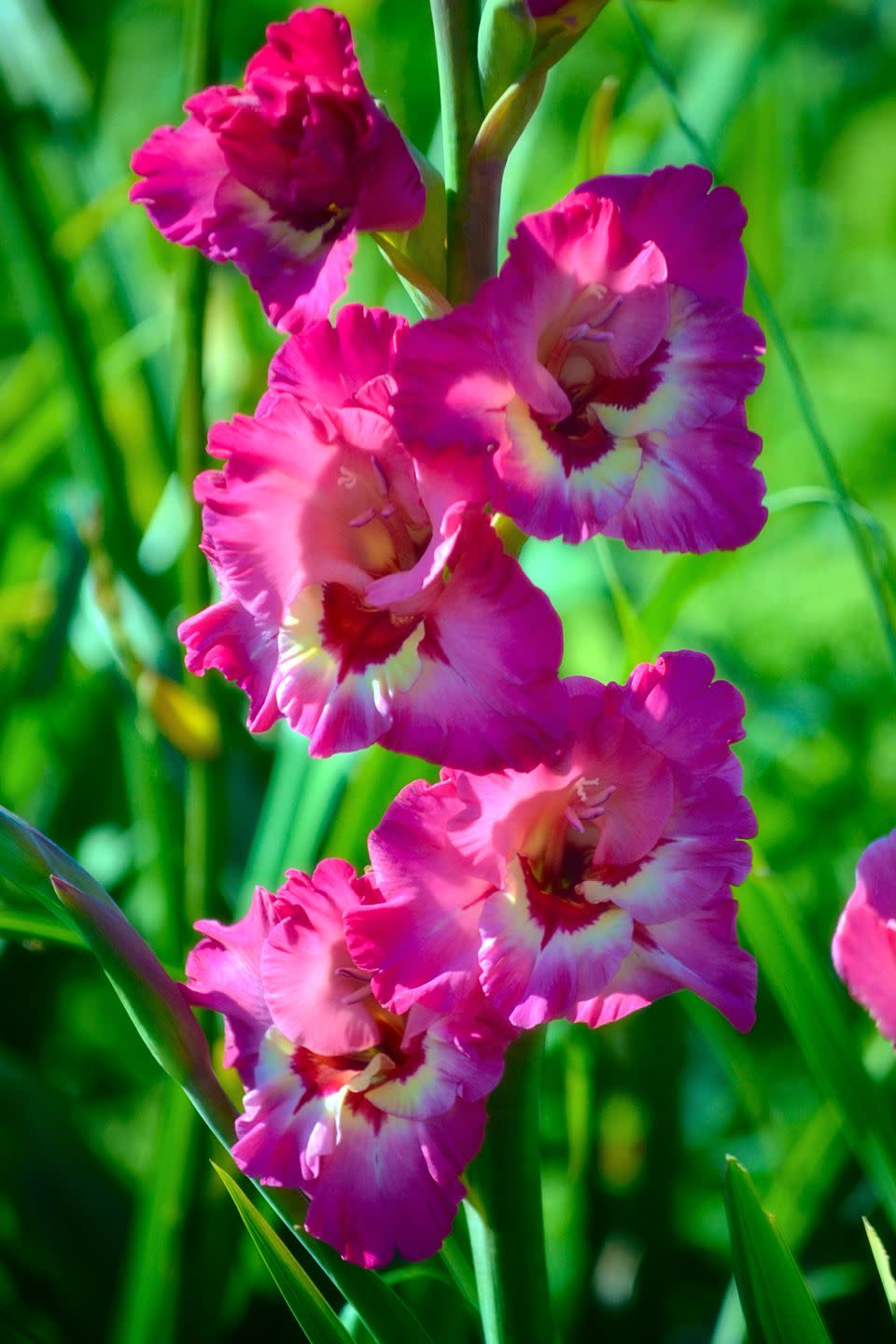 flower meanings gladiolus