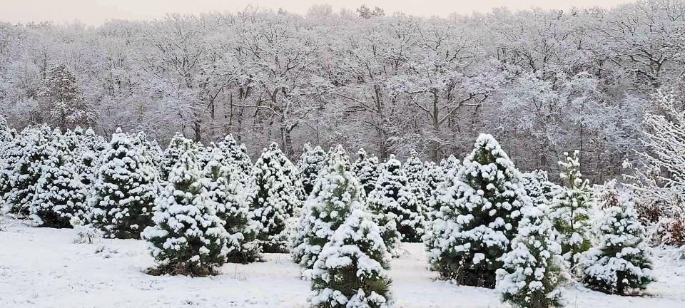 Snow-covered trees are pictured at a Christmas tree farm.