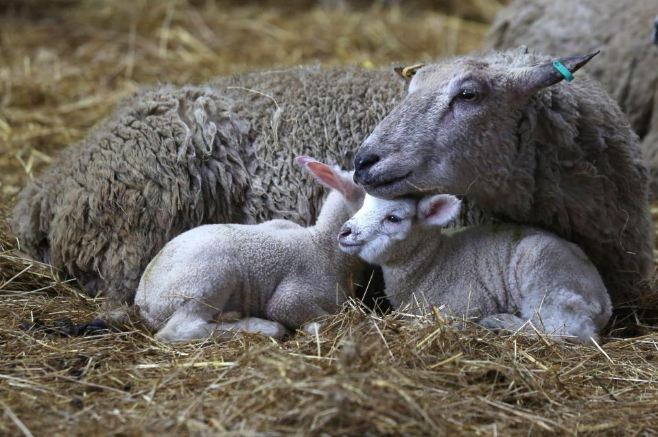 Umarmen ist nicht gleich Umarmen: Es gibt laut Gründer Zaborney verschiedene Arten, sich zu umarmen. Er unterscheidet beispielsweise zwischen dem tröstenden "big bear hug" mit Ganzkörperkontakt und dem normalen "consolent hug" mit weniger Kontakt. (Bild: 2014 Getty Images/Matt Cardy)