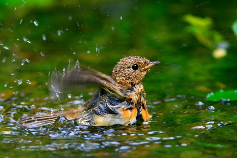 A young European robin (Erithacus rubecula) taking a bath.
