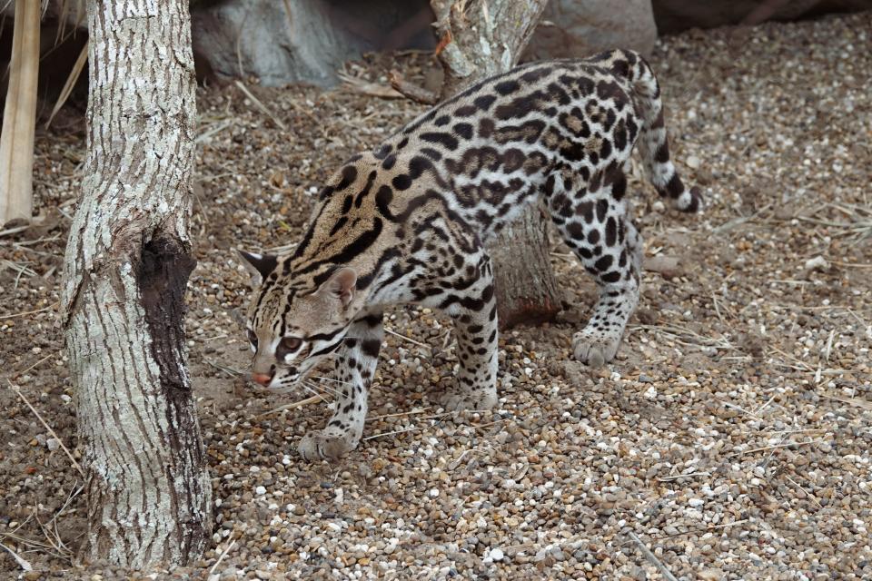 An ocelot from New Mexico joined the Texas State Aquarium family in 2021.