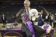 FILE - In this Feb. 13, 2018, file photo, handler Bill McFadden poses for photos with Flynn, a bichon frise, after Flynn won best in show during the 142nd Westminster Kennel Club Dog Show, Tuesday, Feb. 13, 2018, at Madison Square Garden in New York. McFadden, who has guided two Westminster winners, was rear-ended and injured while driving a van full of dogs cross-country to the show, his wife and fellow star handler, Taffe McFadden, said Saturday, June 12, 2021. (AP Photo/Mary Altaffer, File)